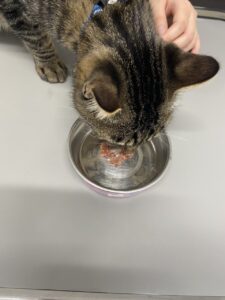 ご飯に混ぜて薬を与える02